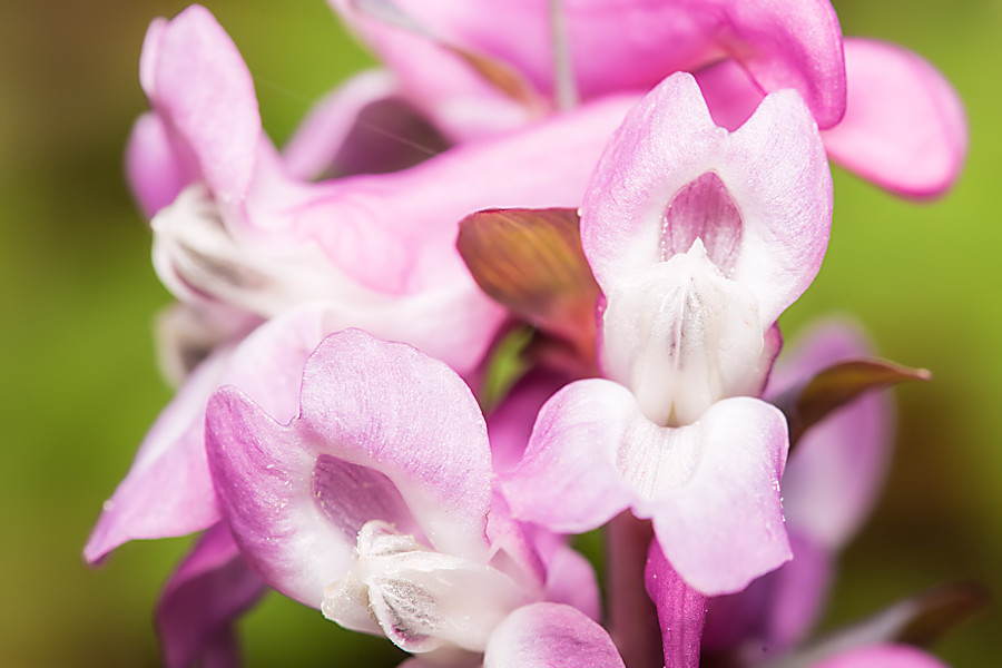 kleine Blüten