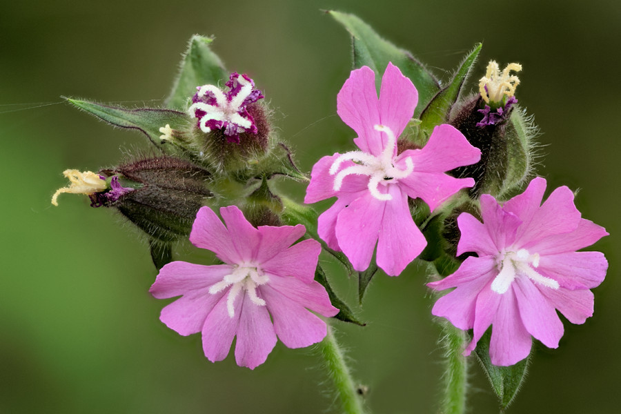 kleine Blüten