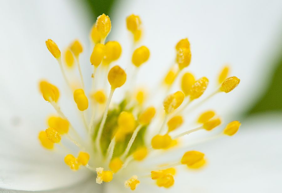 kleine-Blume
