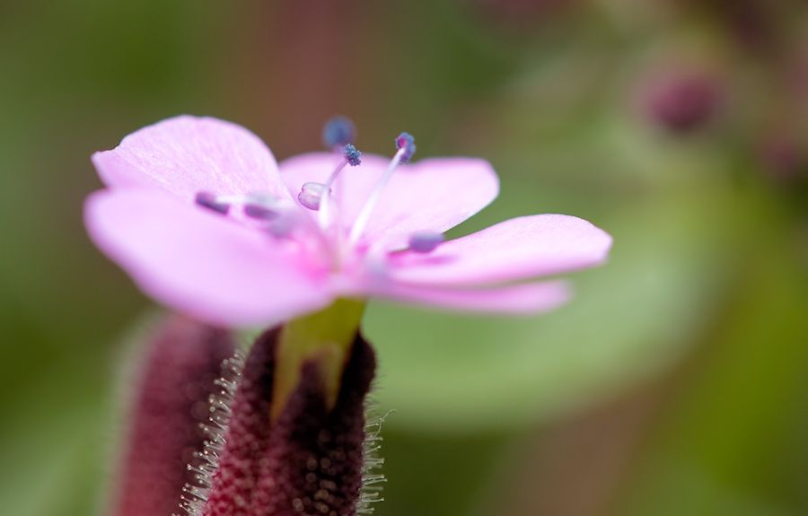kleine Blume
