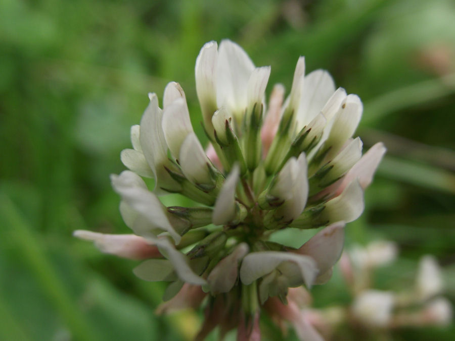 kleine Blume Klee
