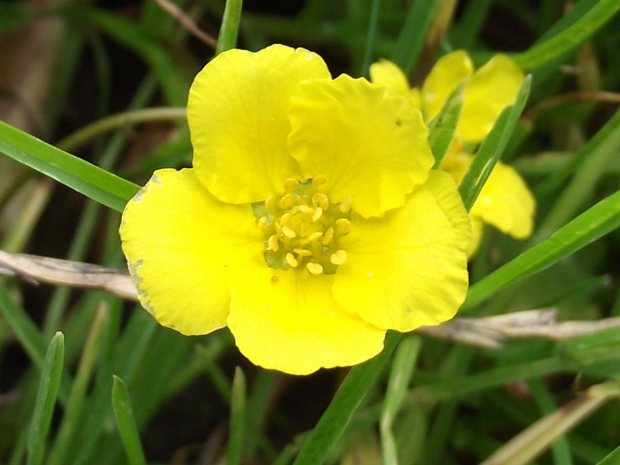 kleine gelbe Blume