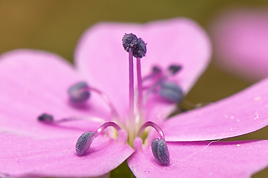 kleine pinke Blüte
