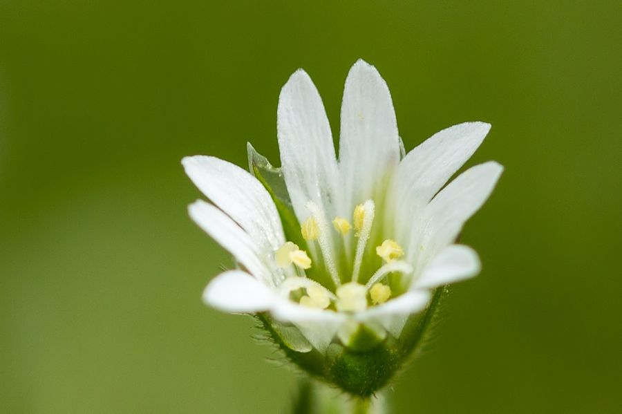 kleine weisse Blüte