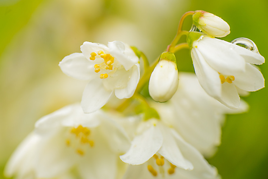kleine weisse Blüten