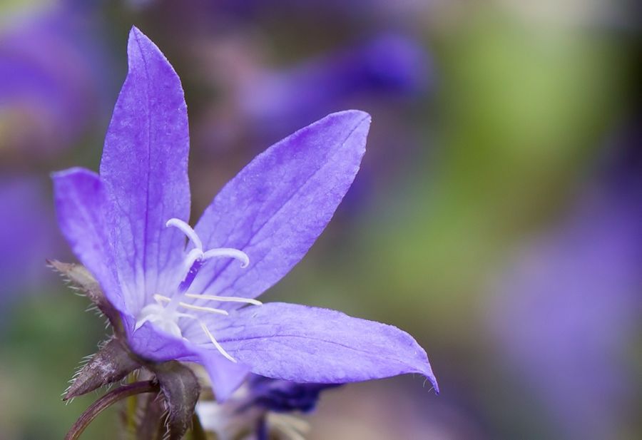 lila Blüte