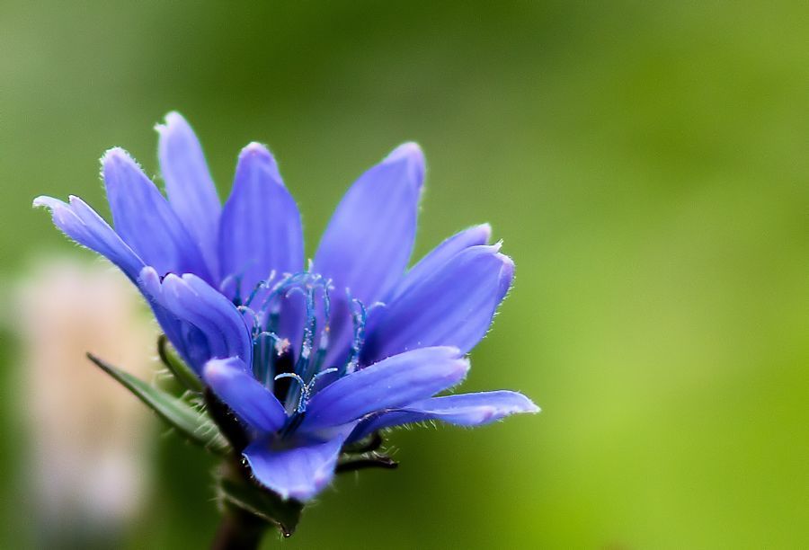 lila Blüte
