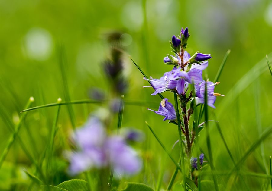 lila Blüten