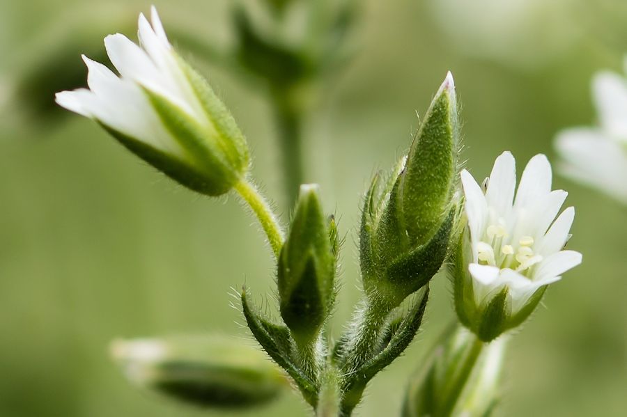 mini Blüte in weiss