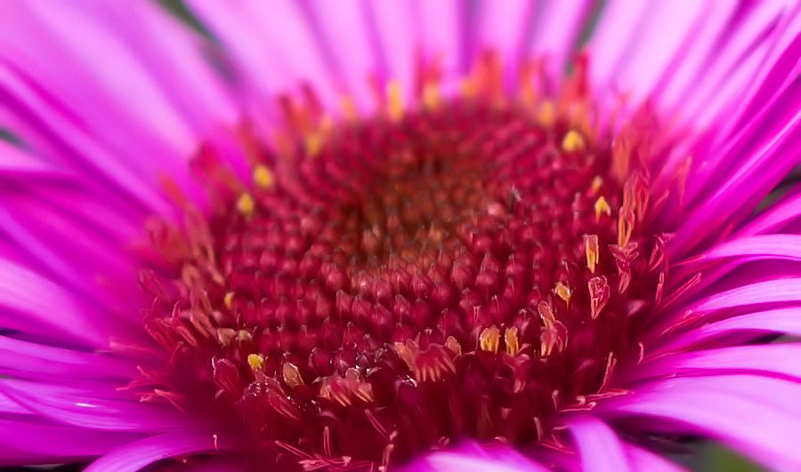 pink rote Herbstastern