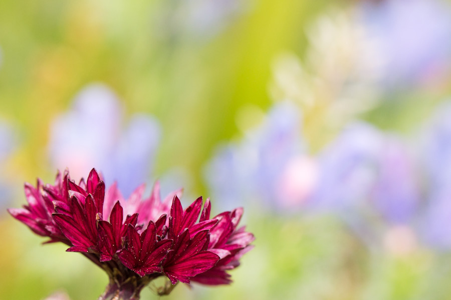 rote Blüte
