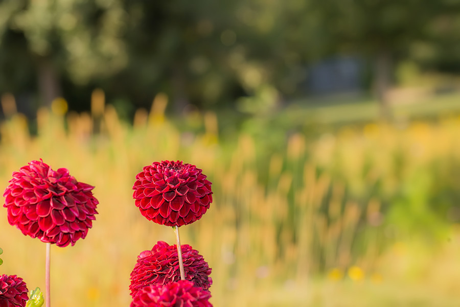 rote Blüten