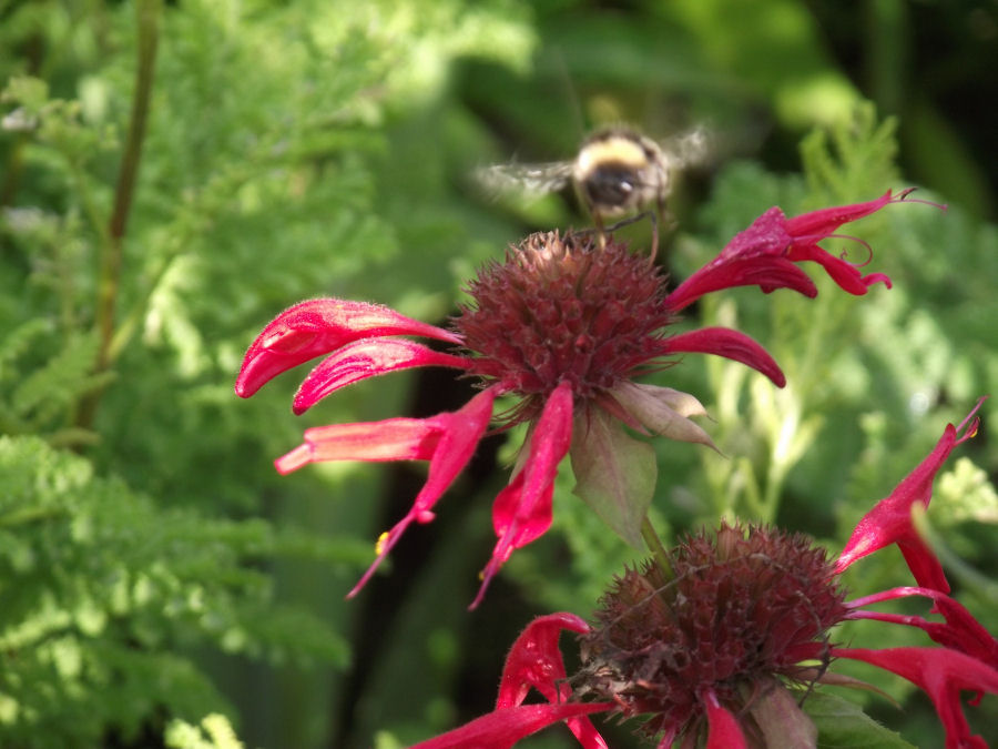 Indianernessel mit Brummhummel