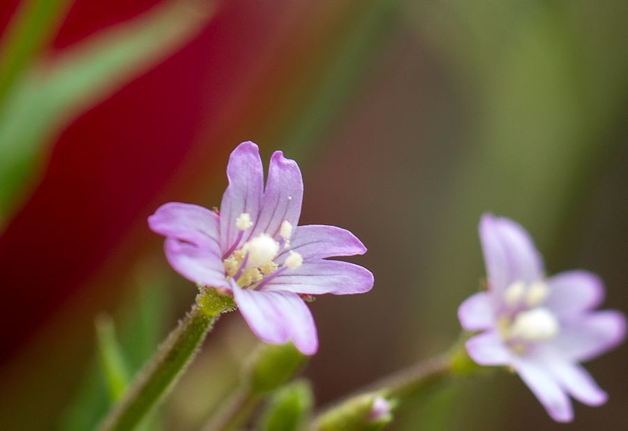 sehr kleine Blüte