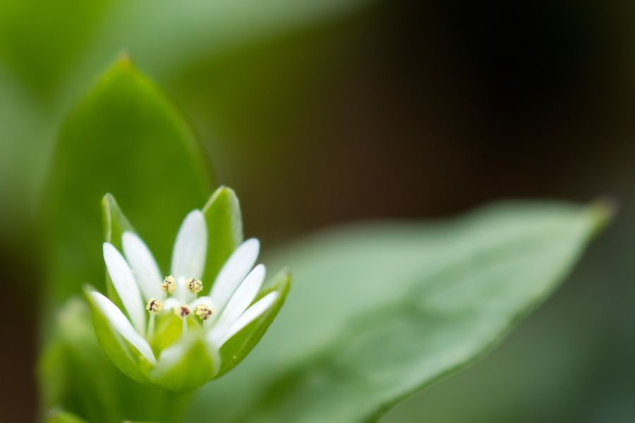 sehr kleine Blüte