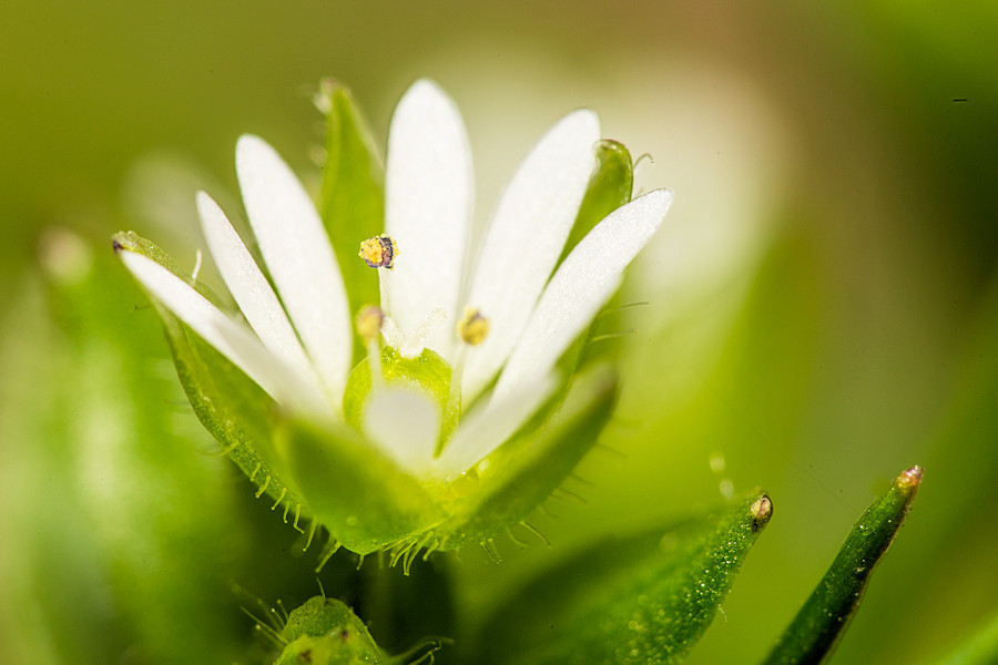 sehr kleine Blüte