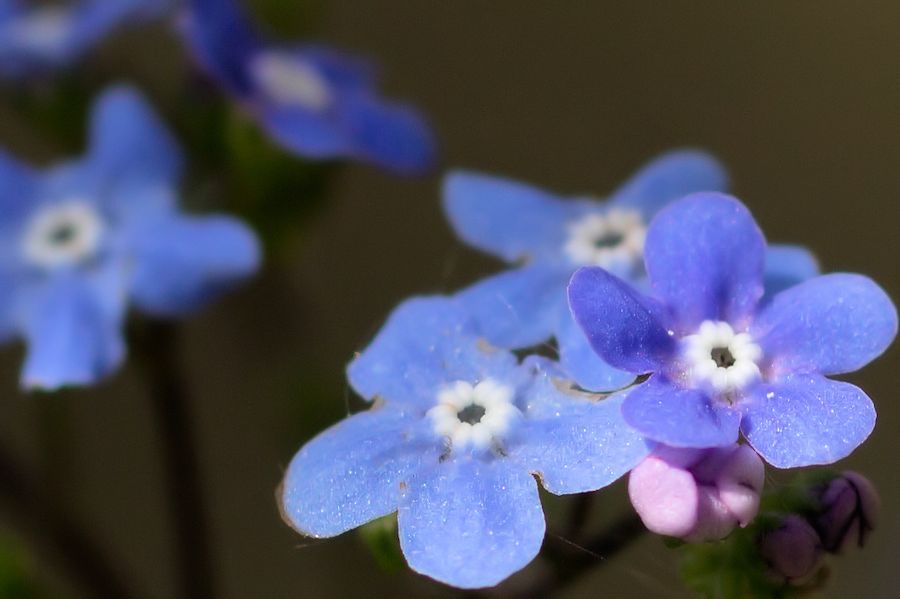 sehr kleine Blüten
