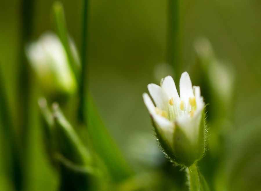 sehr kleine weisse Blüte