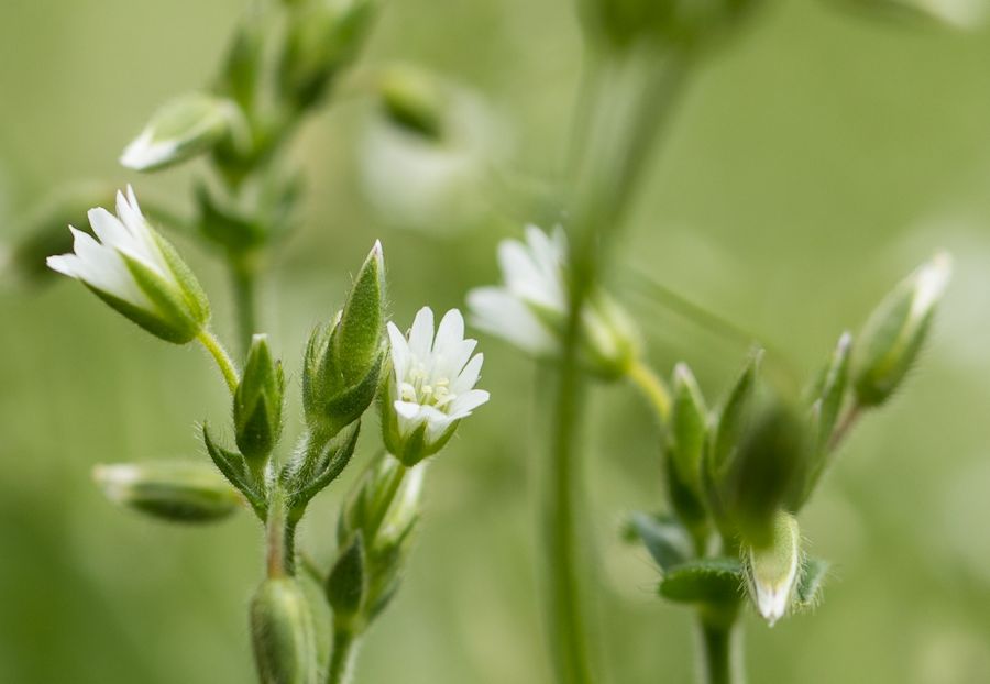 sehr kleine weisse Blüte