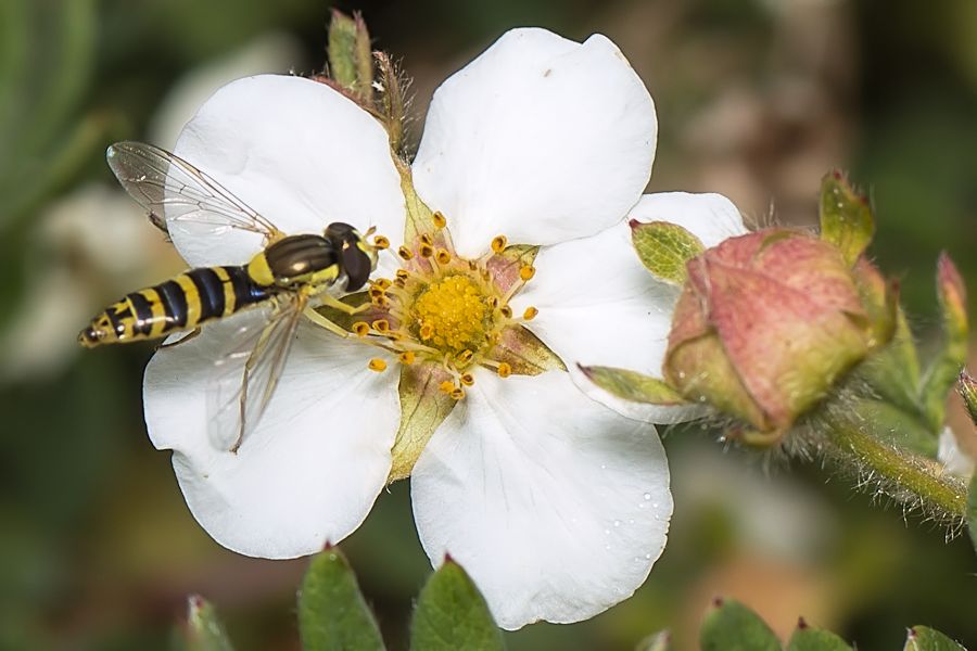 weisse Blüte mit Schwebefliege