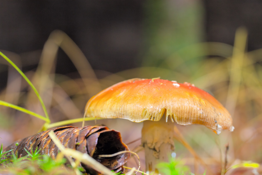 Fliegenpilz