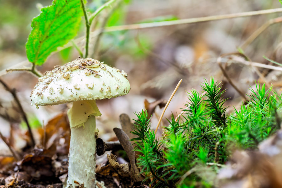 Gelber Knollenblätterpilz