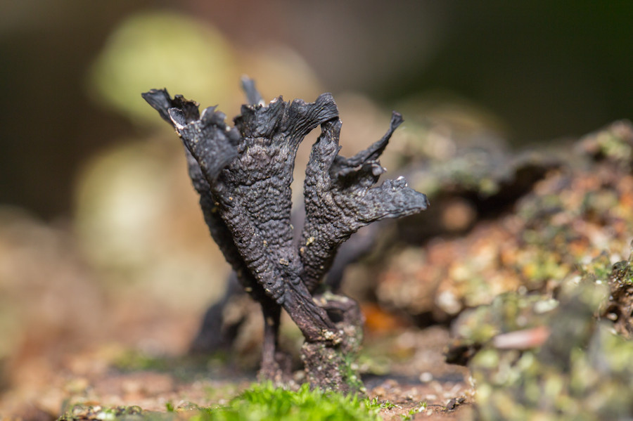 Holzkeule Pilz