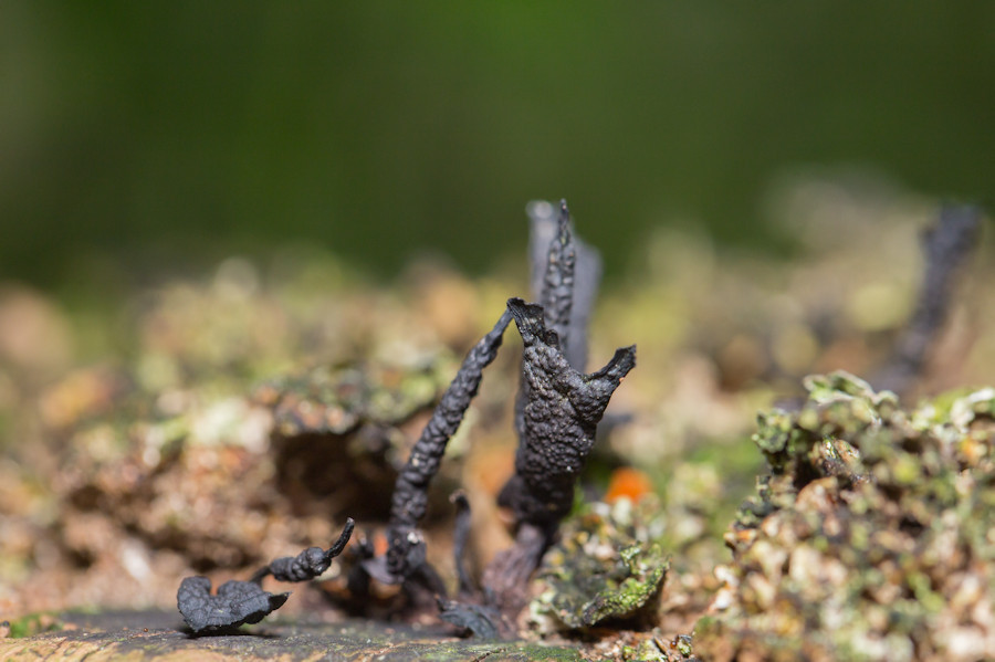 Holzkeule Pilz