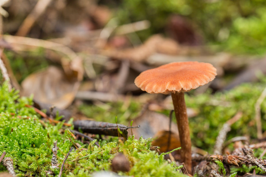 Kleiner Pilz