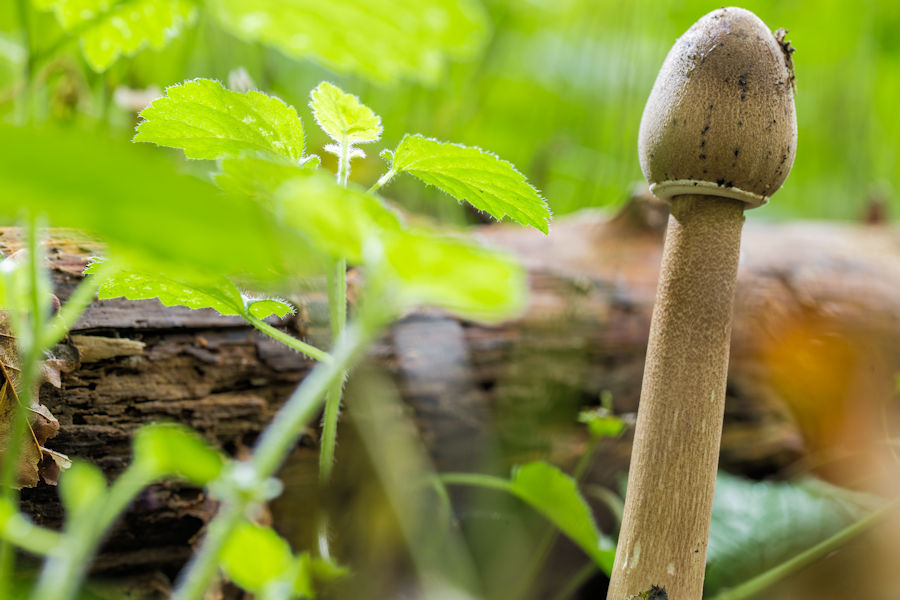Pilz