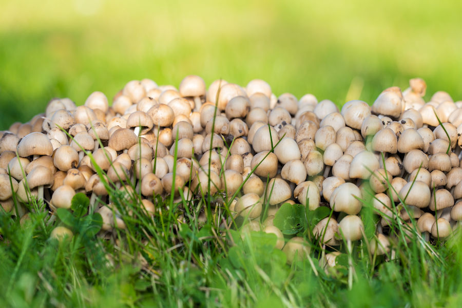 Pilze im Rasen