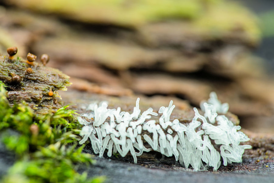 geweihförmiger Schleimpilz sehr kleine Pilze