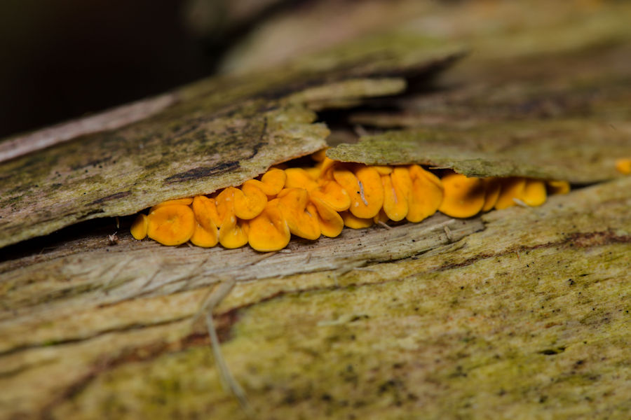 kleine orange Baumpilze