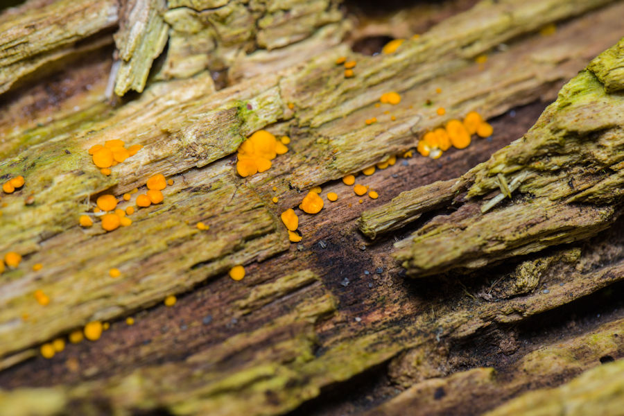 kleine orange Baumpilze