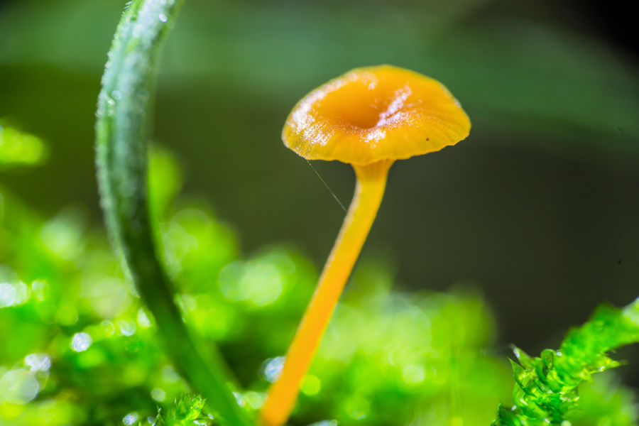kleiner Pilz