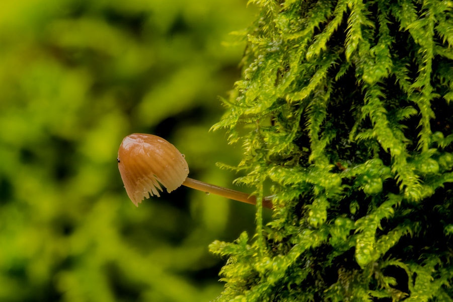 kleiner Pilz an bemoosten Ast