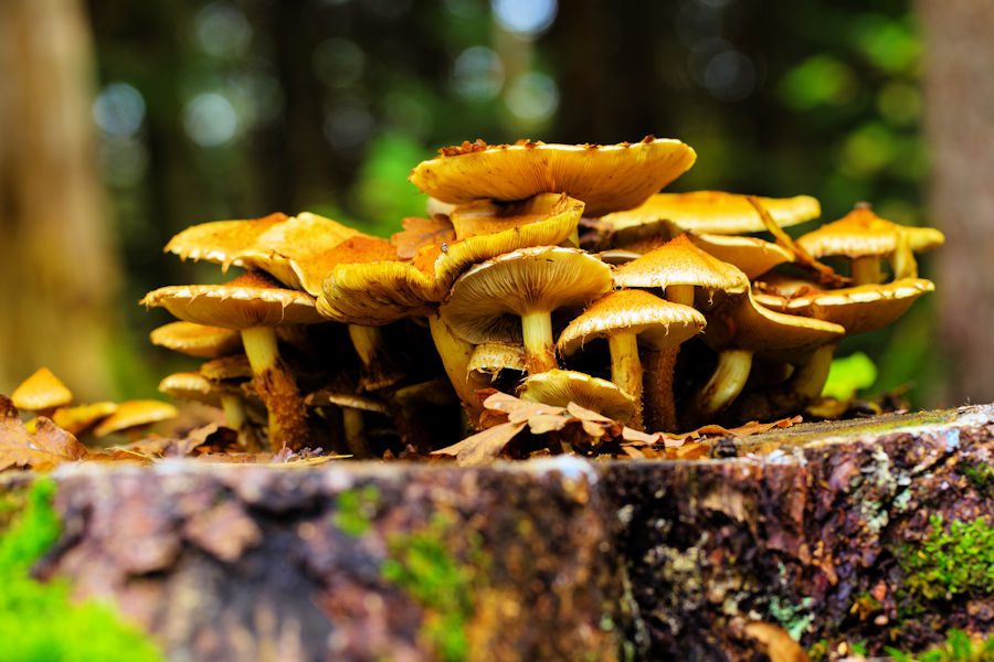 Baumstumpf voller Pilze