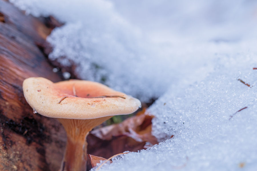 Falscher Pfifferling im Schnee