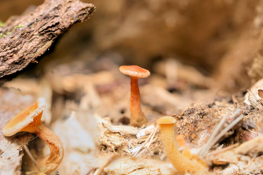 Falscher Pfifferlinge