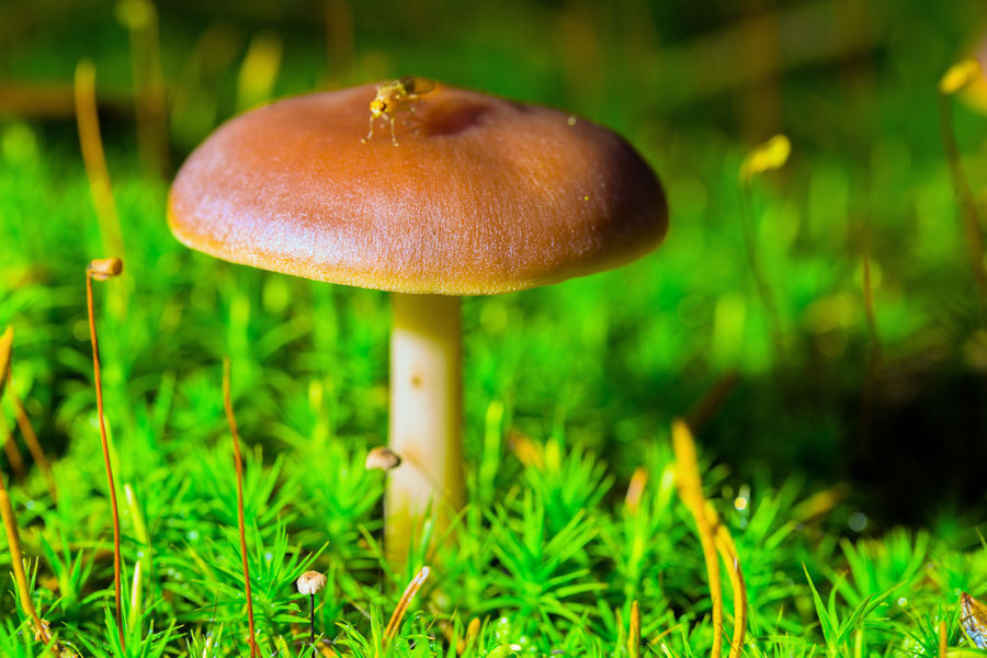 Fliege auf einem kleinen Pilz