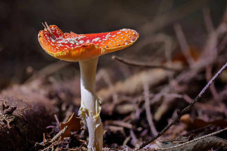 Fliegenpilz