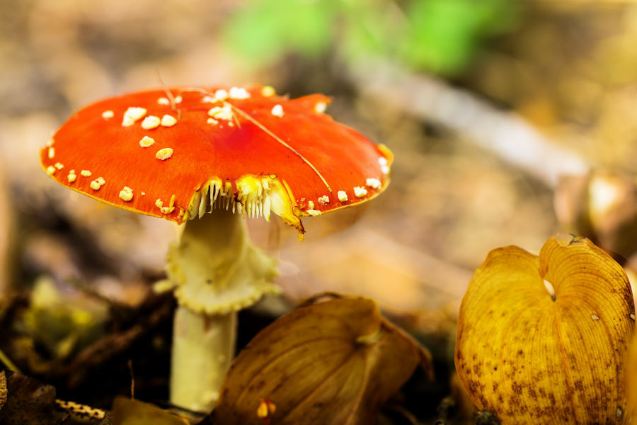 Fliegenpilz