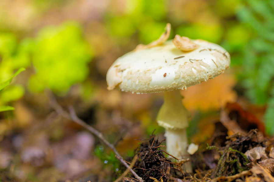 Gelber Knollenblätterpilz