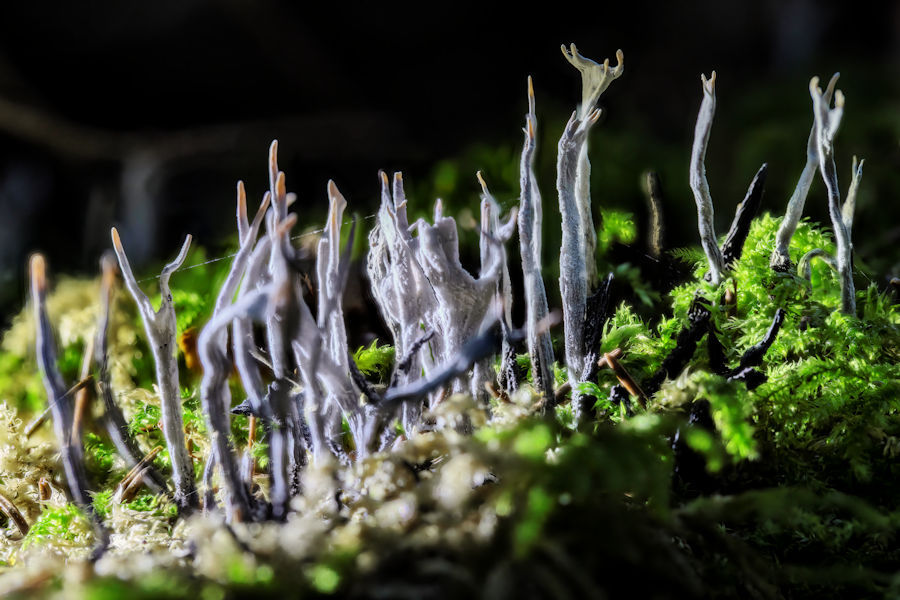 Geweihförmige Holzkeulen im Moos