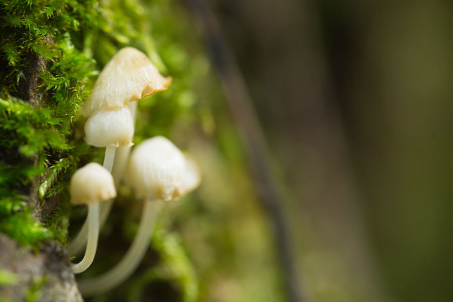 Kleine Pilze an einem Baum