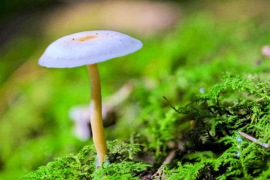 Kleiner weisser Pilz