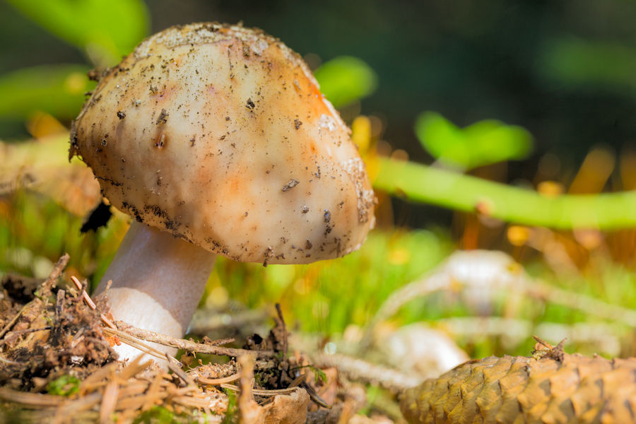 Pilz