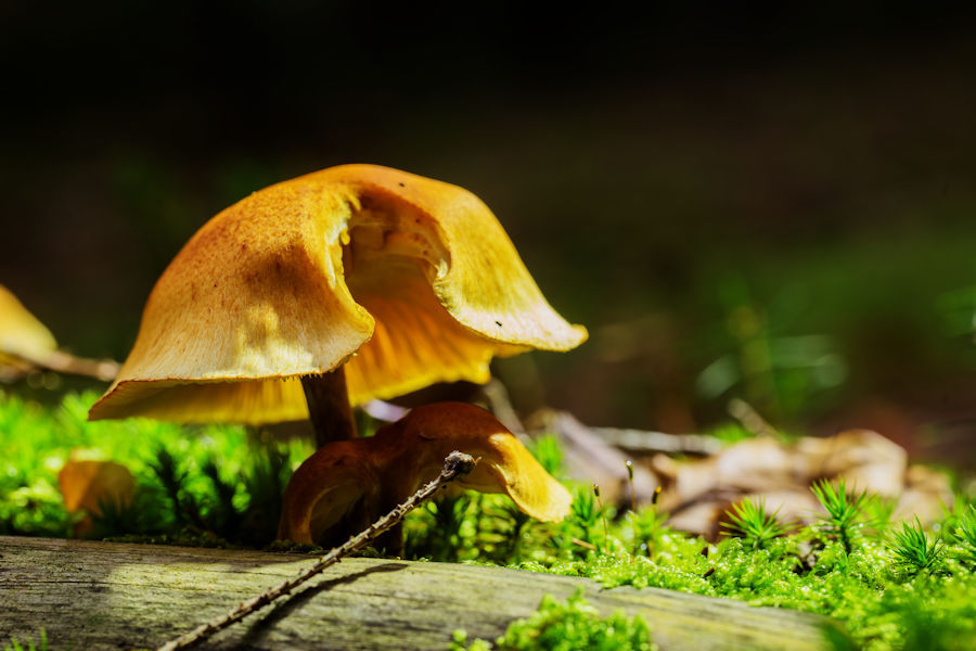 Pilze