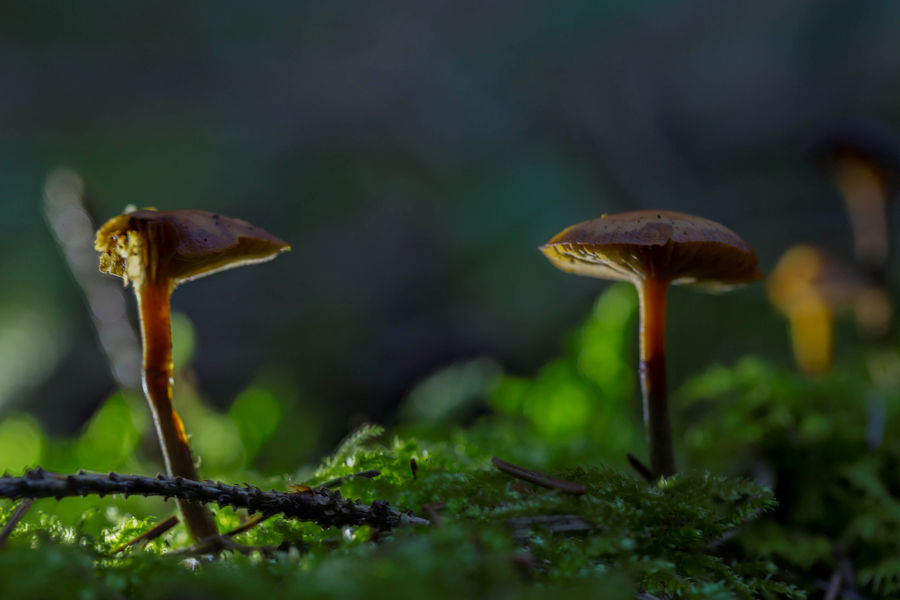 Pilze im Moos