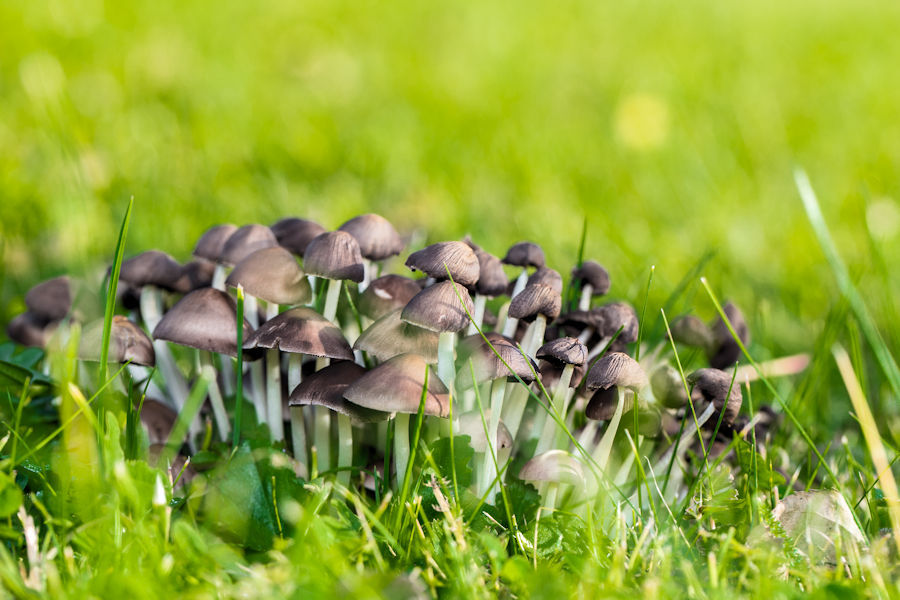 Pilze im Rasen